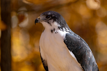 Augur Hawk in Fall Foliage