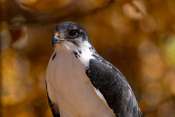 Augur Hawk in Fall Foliage