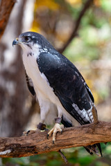 Augur Hawk in Fall Foliage