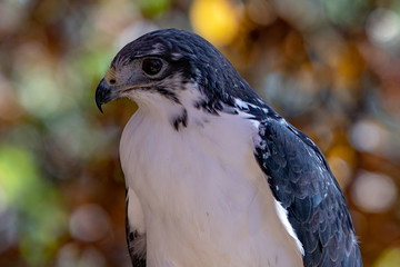 Augur Hawk in Fall Foliage