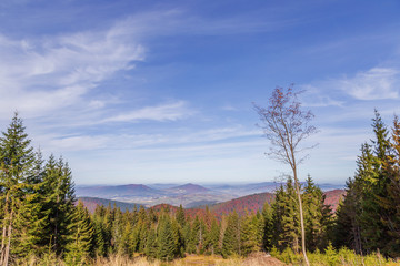 Fototapeta na wymiar Landscape with a tree and Beskidy mountains 