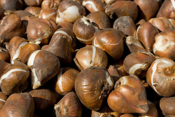 Bulbs of tulip, brown and white, autumn, gardening, sun, Italy