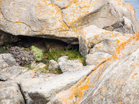 Comadreja escondida entre las rocas en Galicia, verano de 2018