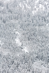 winter Landscape Forest