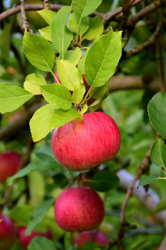Reife rote Äpfel mit Blättern, Apfelbäume