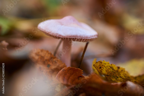 Pink Mushroom In The Forest On A Background Of Grass And