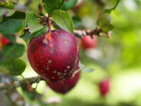 Apples with black scabby blotches on tree, infected with apple scab fungal disease. Blurred background.