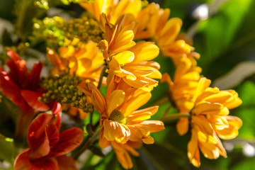 Bouquet of yellow, red and orange flowers