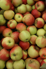 a new crop of fresh apples