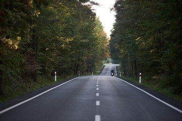 Back view of motorcyclist riding motorbike along hilly road between tall green trees.