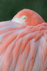 Gorgeous pink feathers of a greater flamingo. Phoenicopterus roseus.
