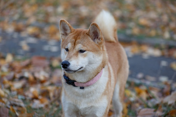 Cute red shiba inu is standing on an autumn meadow. Pet animals.