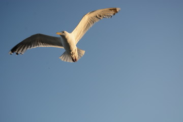 Glück: typisches Urlaubsbild im Frühling / Sommer am Meer: Möve im Flug am Himmel über dem Ostsee Strand in Schleswig-Holstein, Freiraum Text im Himmel