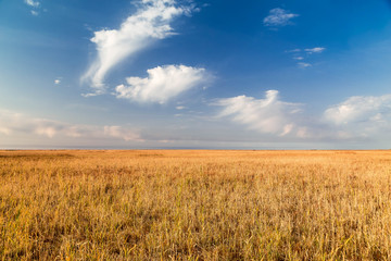 Obraz premium Endless steppes in front of a blue sky and white clouds.