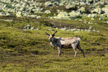 Reindeer, Rangifer tarandus