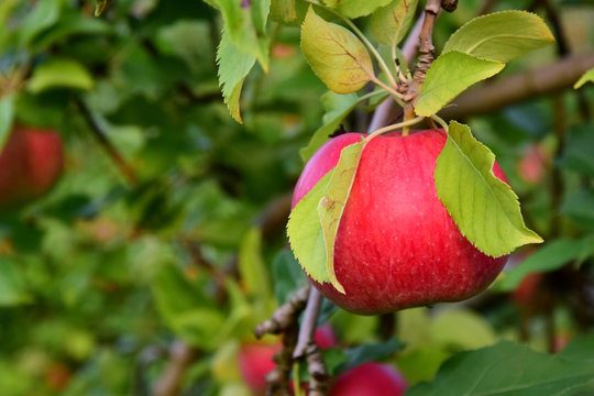 Reifer roter Apfel an einem Ast - Apfelernte in Südtirol