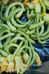 fresh zucchini, Italian variety called 