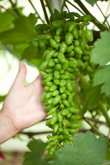 Naklejka na ściany i meble Hands of the farmer holding a bunch of green grapes.
