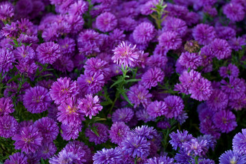 Aster plants, full of flowers similar to daisies, in full bloom, violet, lilac, Asteraceae family, autumn, flower market, Italy