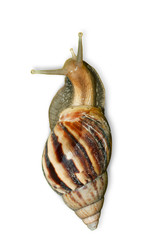 A snail on white