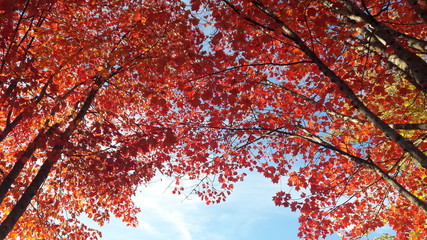 Red Autumn Leaves