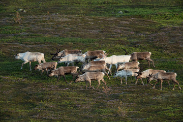Fototapeta premium Reindeer, Rangifer tarandus