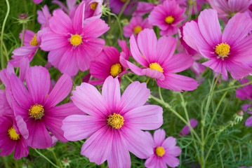 Obraz premium Cosmos or Cosmea plants, full of pink flowers, in full bloom, autumn, market, Italy