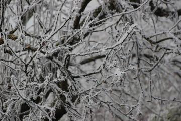 Arbre givré dans un matin d'hiver
