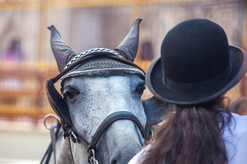 Fototapeta premium Detail of harnessed dappled horse's head, Vienna, Austria