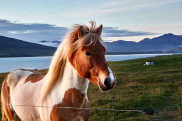 Icelandic horse in the sunset light, portrait