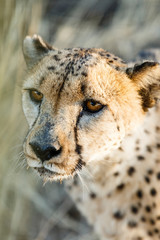 Gepard (Acinonyx jubatus), Tierportrait