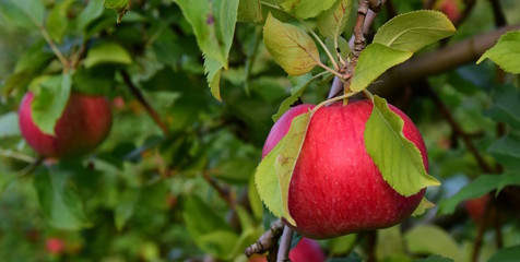 Reifer roter Apfel am Baum, Banner