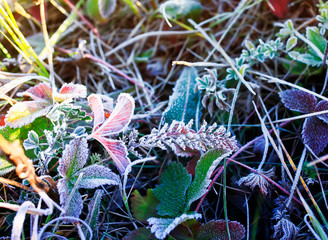 natural background with bright colorful strawberry foxes and different grass covered with cold frost crystals on Sunny morning