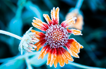 beautiful natural background with frozen rudbecia flower covered with first autumn frost early...