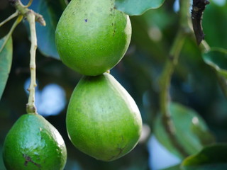 Avocado am Baum
