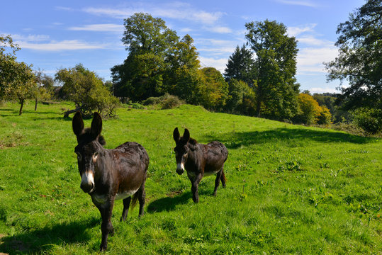 Deux ânes en campagne