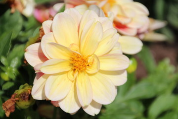 Summer Flowers, Rundle Park, Edmonton, Alberta