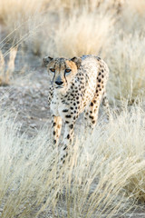 Gepard (Acinonyx jubatus), im hohen Gras, laufend