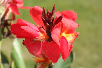 Vibrant Colours Of Summer, Rundle Park, Edmonton, Alberta