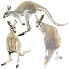 Set of kangaroos on  white © laraslk