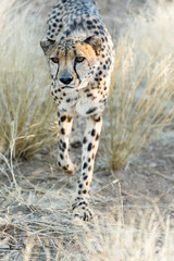 Gepard (Acinonyx jubatus), im hohen Gras, laufend