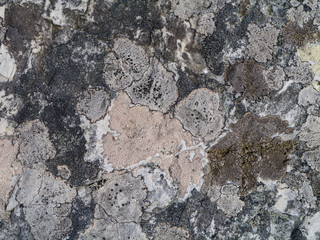 texture of stone with moss