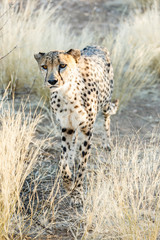 Gepard (Acinonyx jubatus), im hohen Gras, laufend