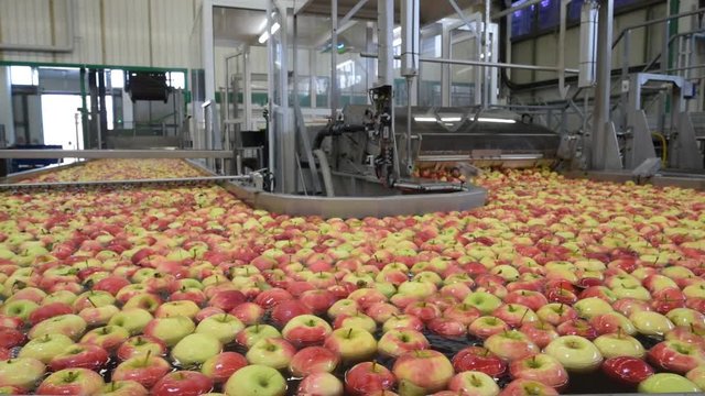 Conveyor belt with fresh apples in the food industry - dispatch and sorting automated // Fliessband mit frischen &Auml;pfeln in der Lebensmittelindustrie - Versand und Sortierung 