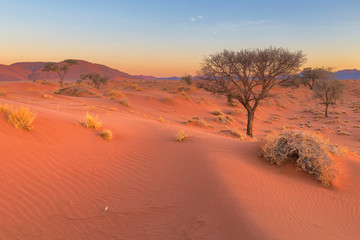 Fototapeta na wymiar Red sand dunes at sunset