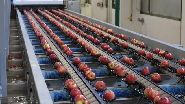 Conveyor belt with fresh apples in the food industry - dispatch and sorting automated // Fliessband mit frischen &Auml;pfeln in der Lebensmittelindustrie - Versand und Sortierung 
