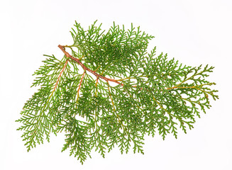 Thuya on white background,top view