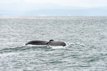 whale fin of a diving whale