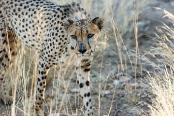 Gepard (Acinonyx jubatus), © mophoto