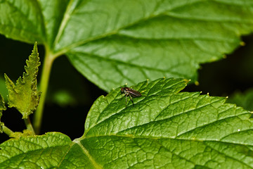 A fly on a sheet of currant. Currant bush. A fly sits on a sheet of currant. Nature, macro, close-up. Russia, Moscow region, Shatura
